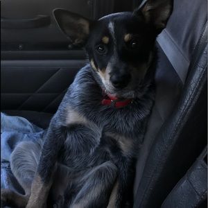 Meet your Posher, Misst